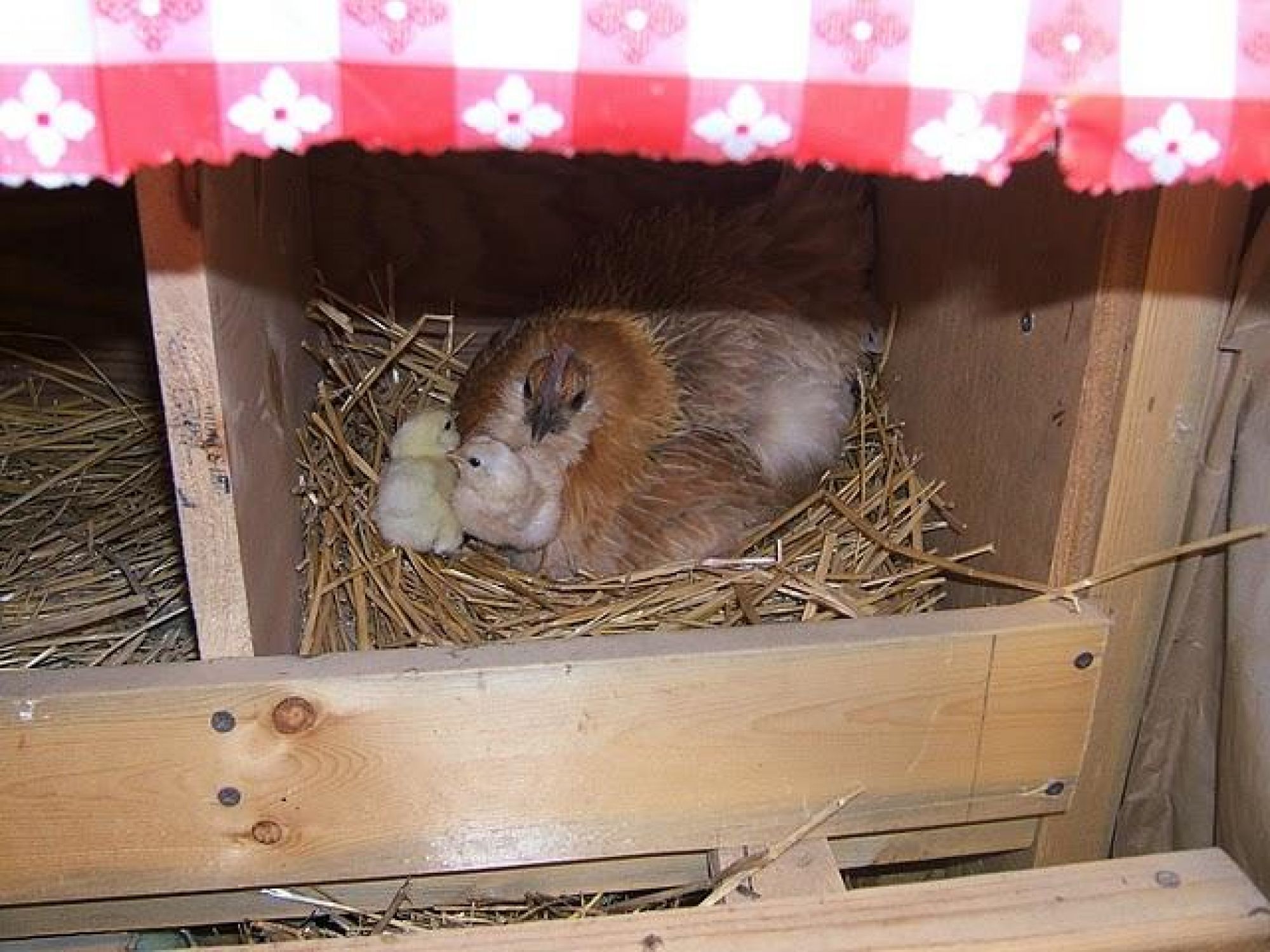 Quail and her little chicks still cozy in their nest.