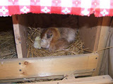 Quail and her two new chicks enjoying their cozy nest.