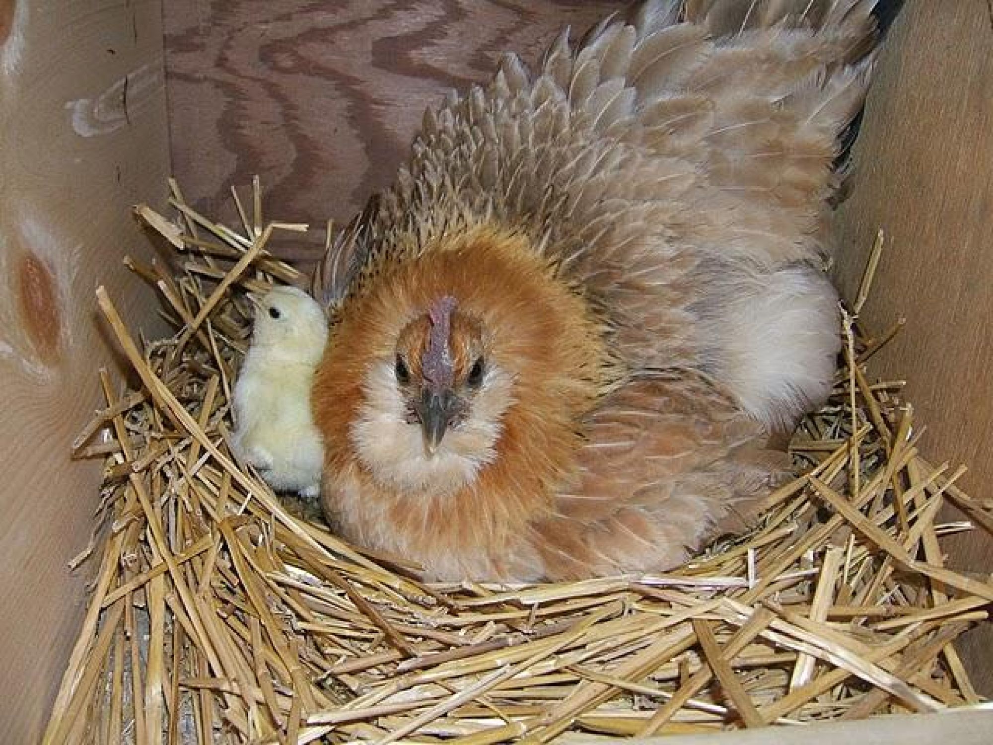 Quail and her two new chicks peeping out from under her.  I'll always remember the thrill of going into the chicken house one morning and hearing sweet little 'peep,peep,peep' and seeing those little heads peak out.