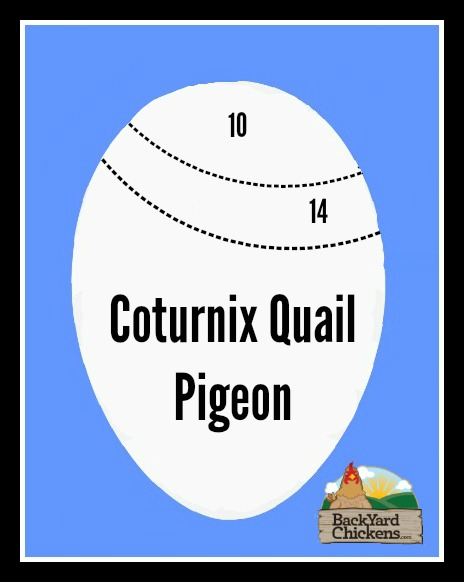 Quail-and-Pigeon