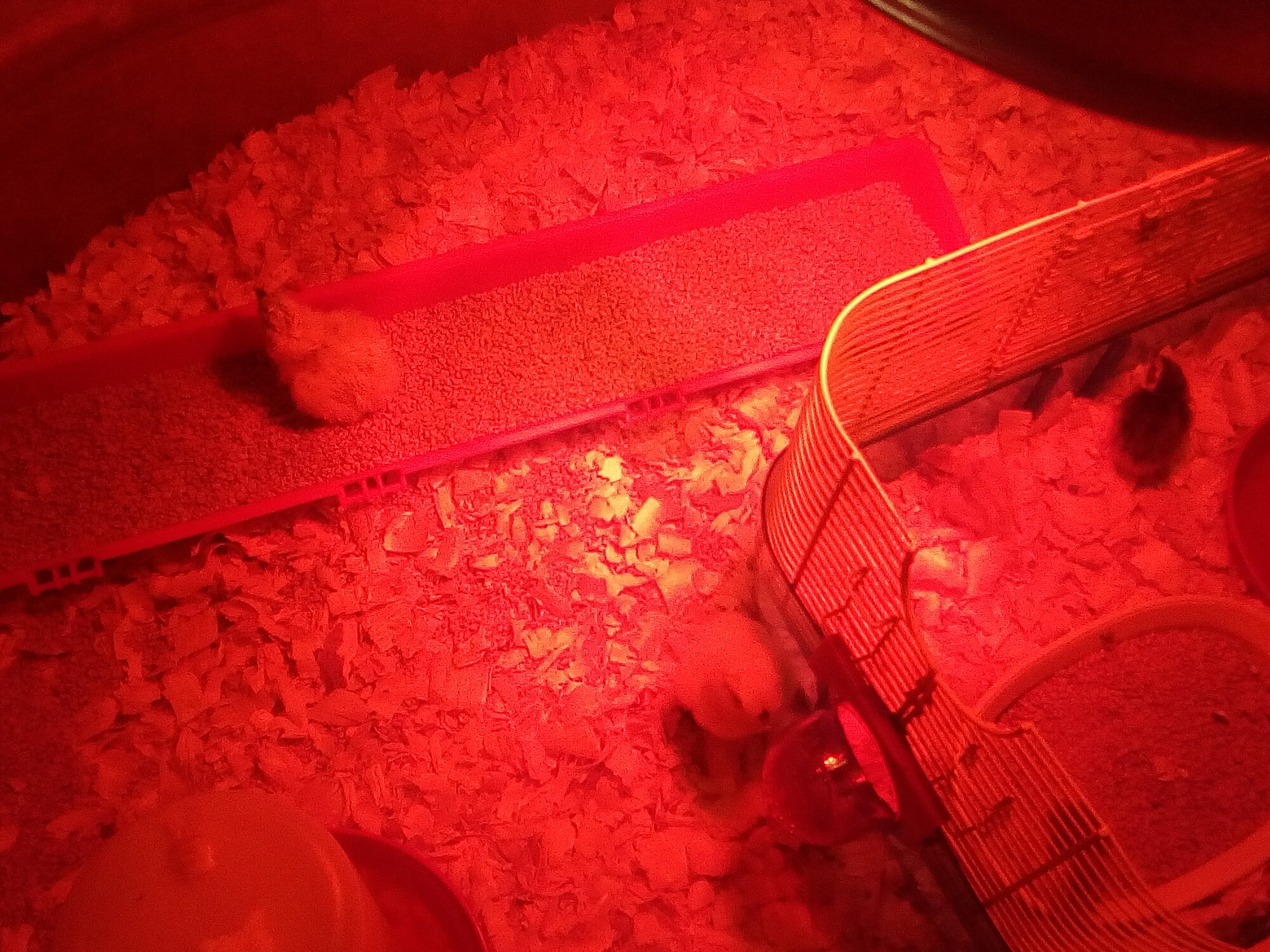 Quail and silkies