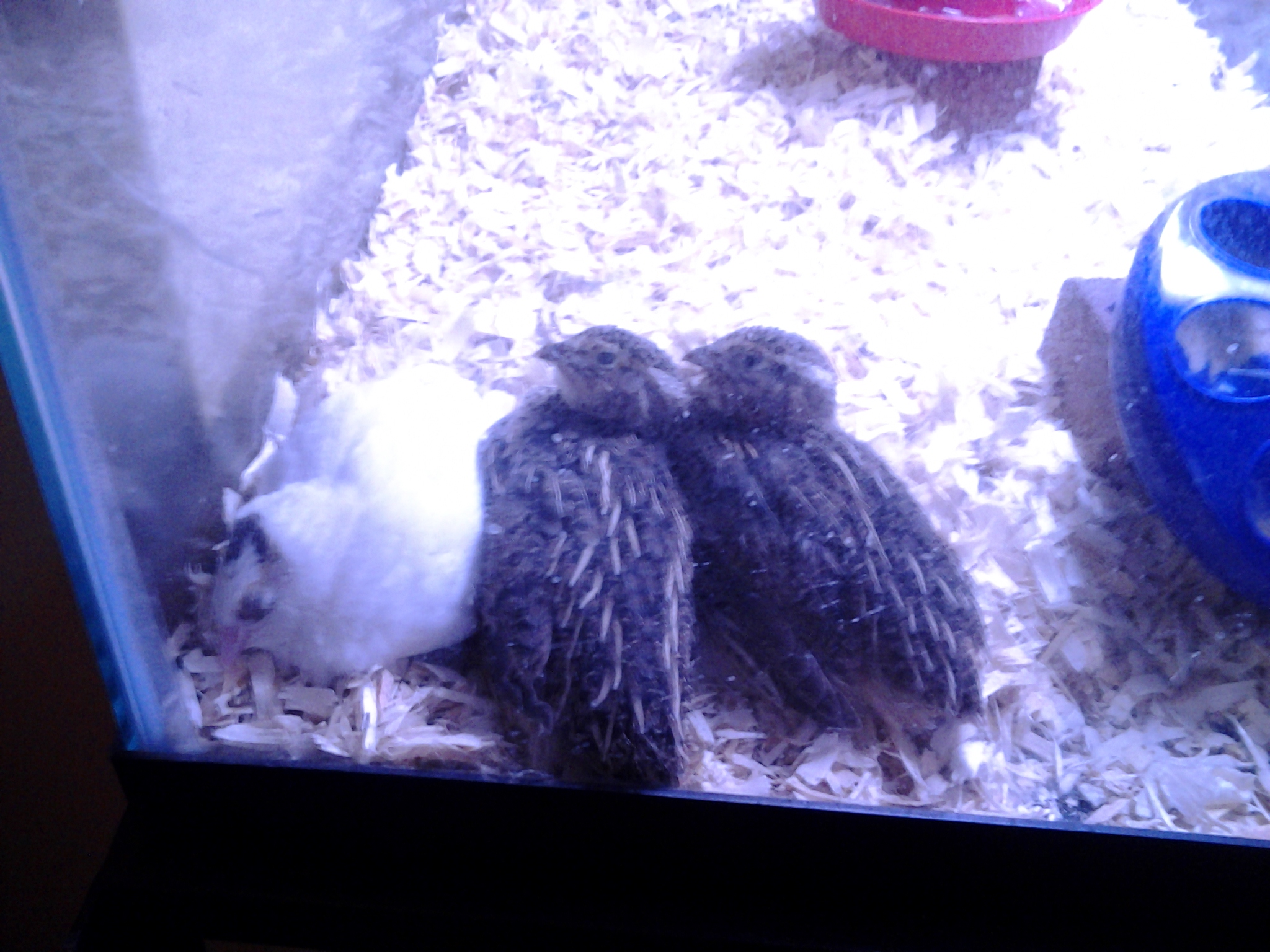 Quail at about three weeks.