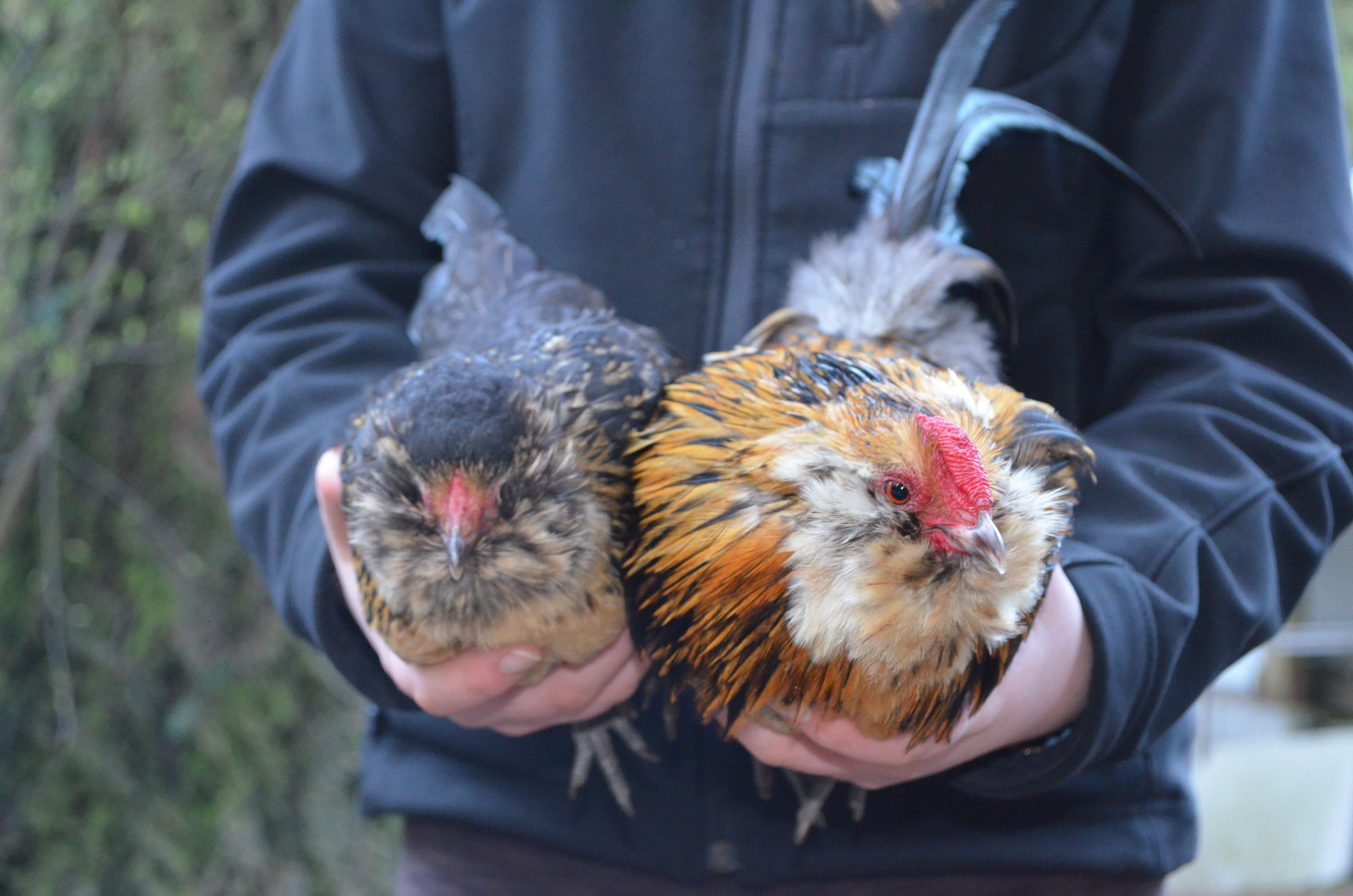 quail Belgian bearded batams
