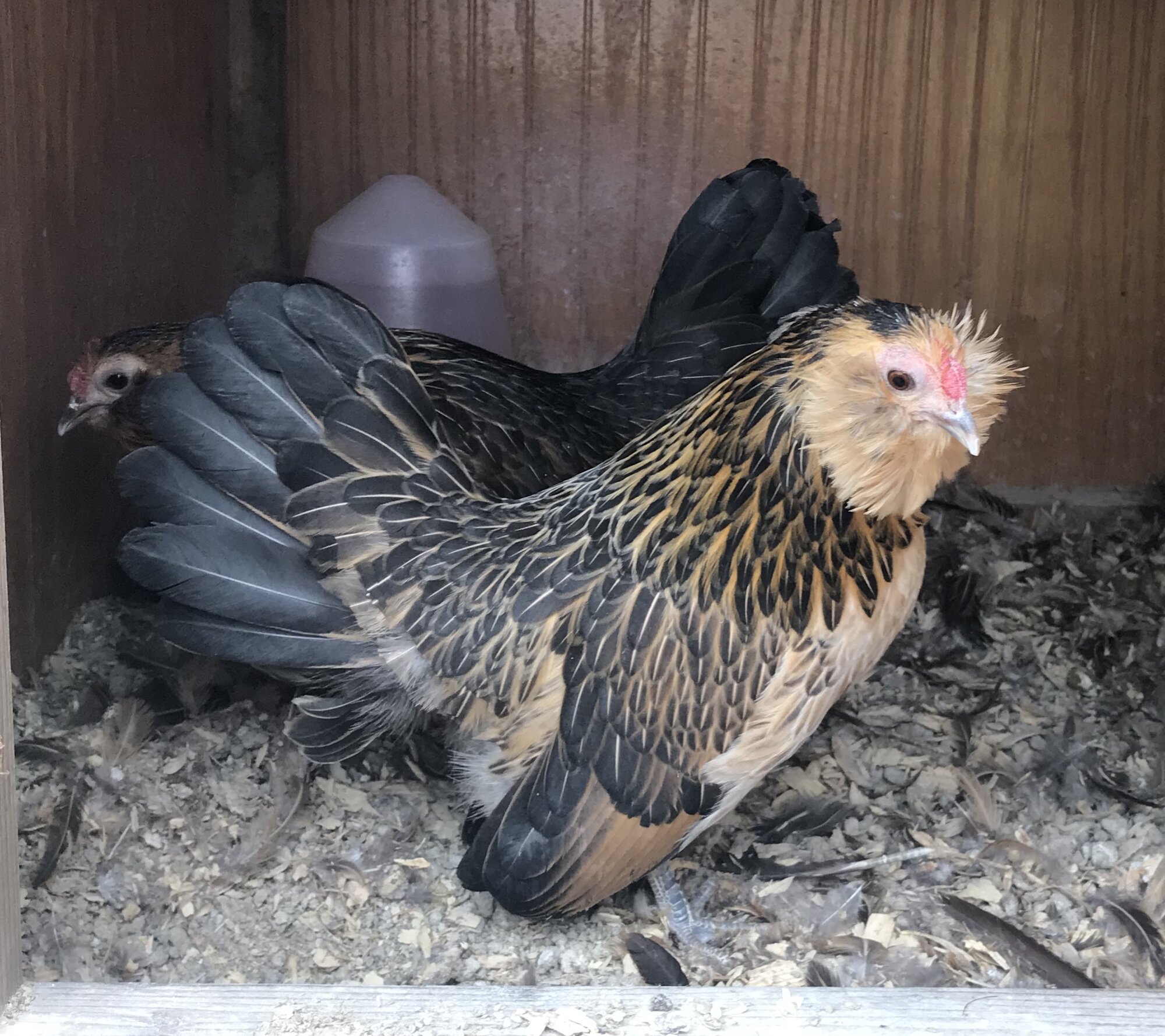 Quail Belgian Bearded d’Anvers hen