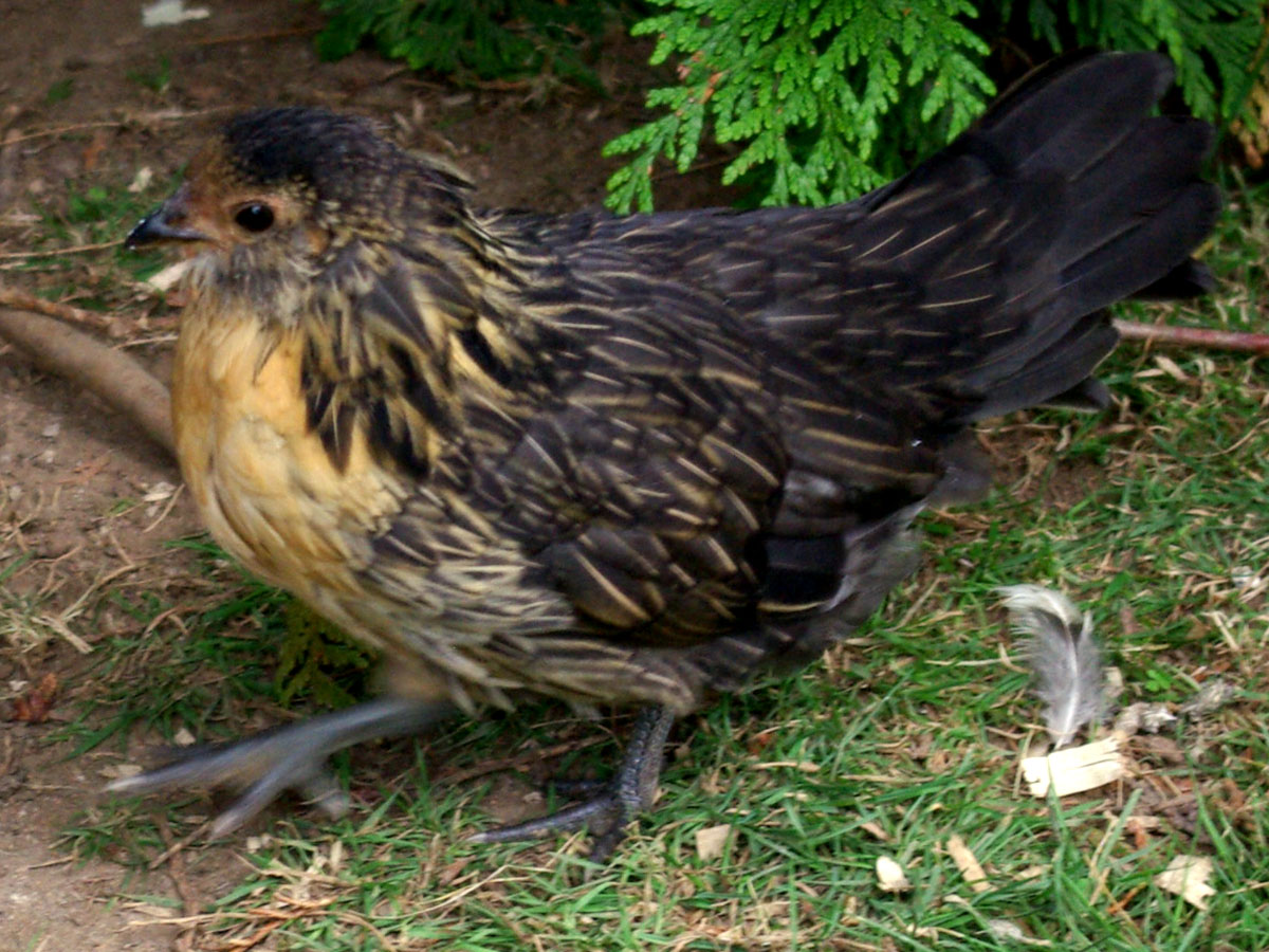 Quail Belgium Bearded D'anver Bantam, about eight weeks in this picture. I have not yet broke the news to my husband that we're keeping this one.