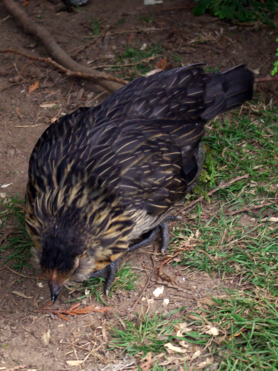 Quail Belgium Bearded D'anver Bantam, about eight weeks in this picture.