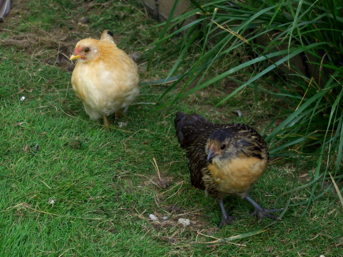 Quail Belgium Bearded D'anver Bantam and Black Tailed Buff Japanese Bantam, about eight weeks in this picture. They both need to stay so they can keep each other company!