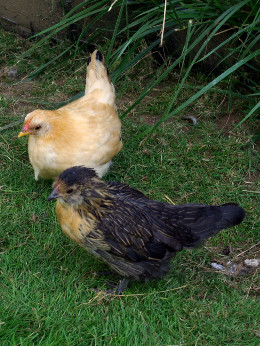 Quail Belgium Bearded D'anver Bantam and Black Tailed Buff Japanese Bantam, about eight weeks in this picture.