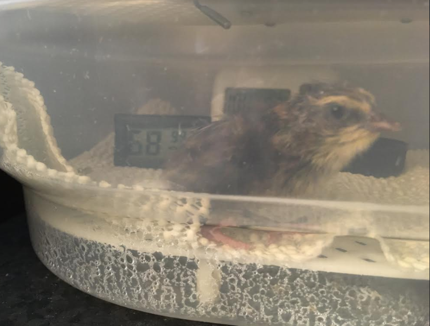 Quail chick in incubator