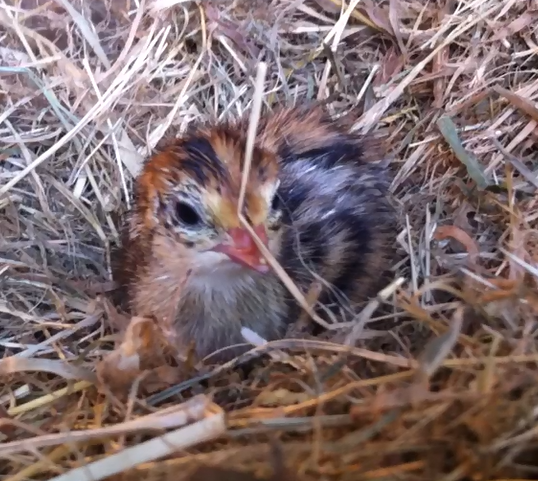 Quail chick