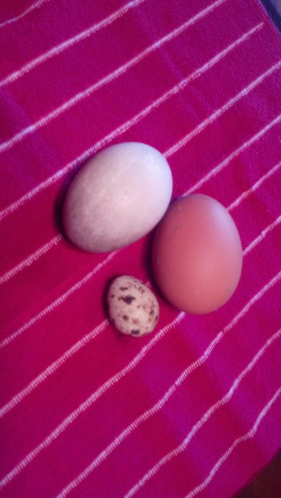 Quail, Chicken and Duck eggs.