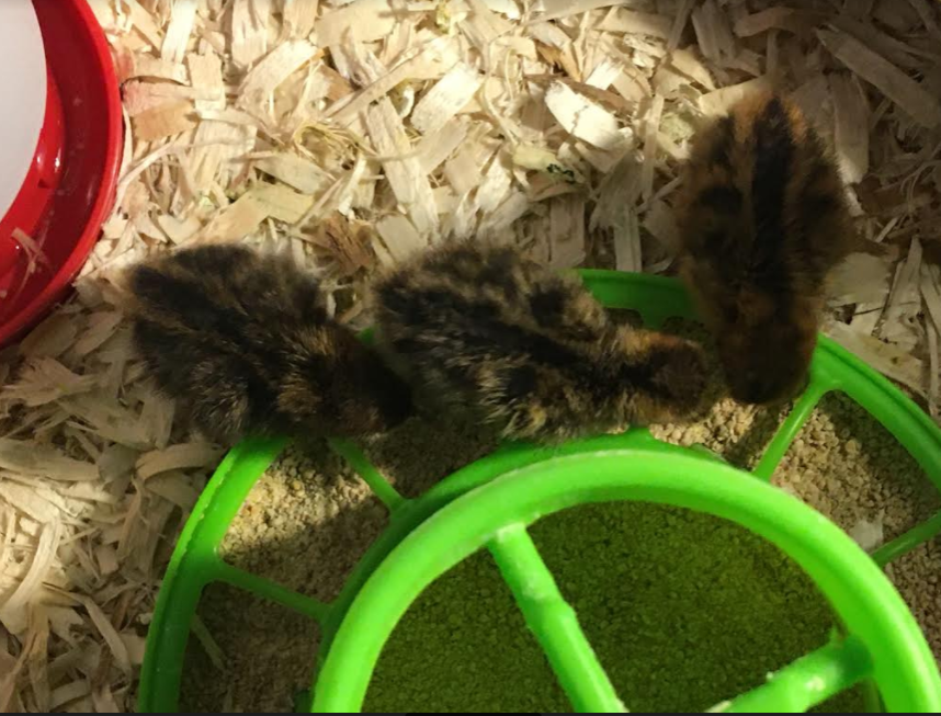 Quail chicks at feeder