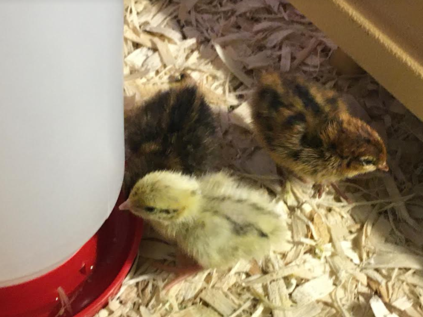 Quail chicks at waterer