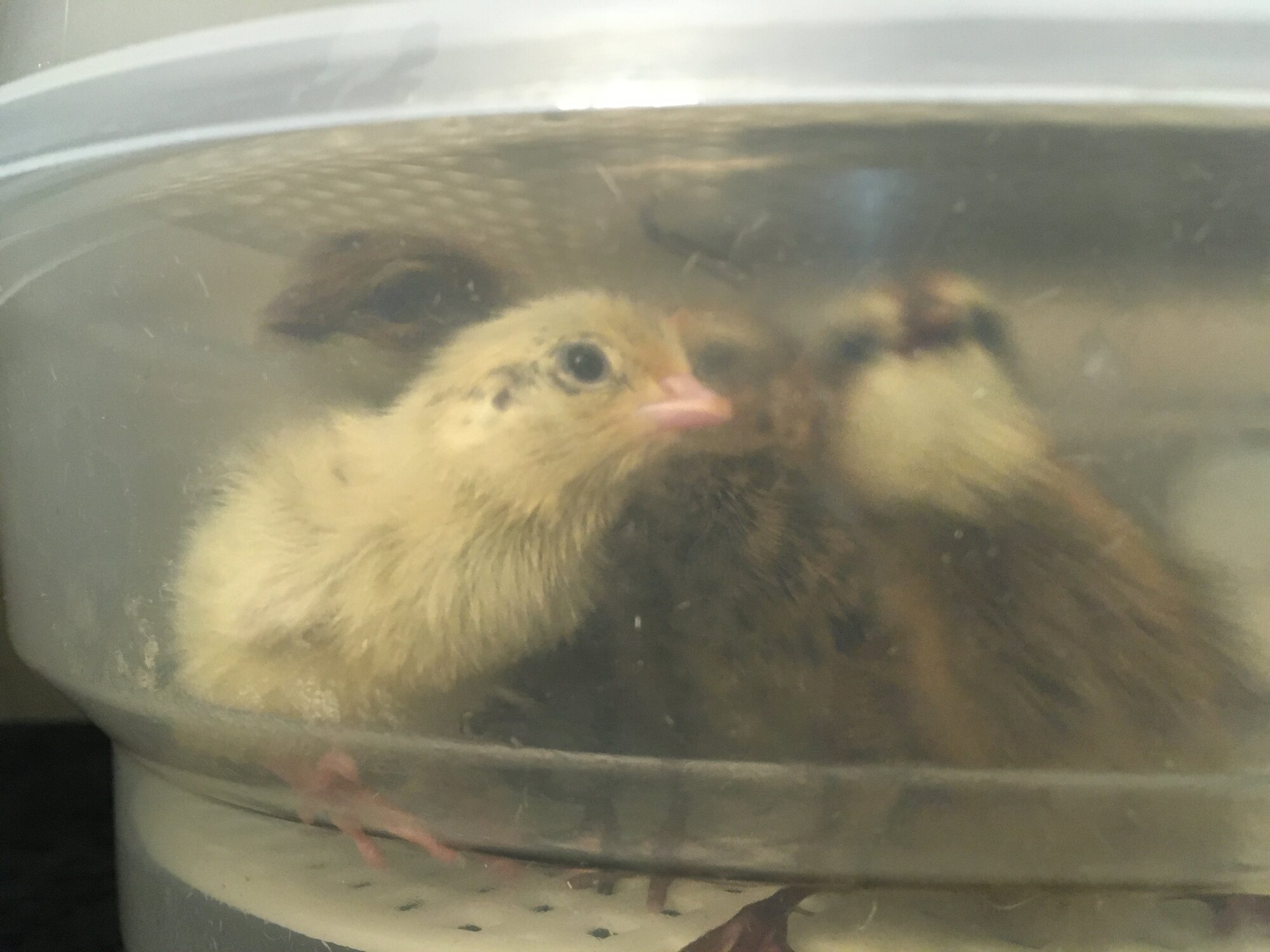 Quail chicks in incubator
