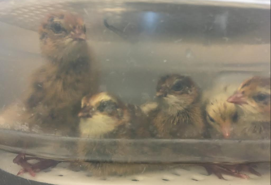 Quail chicks in incubator