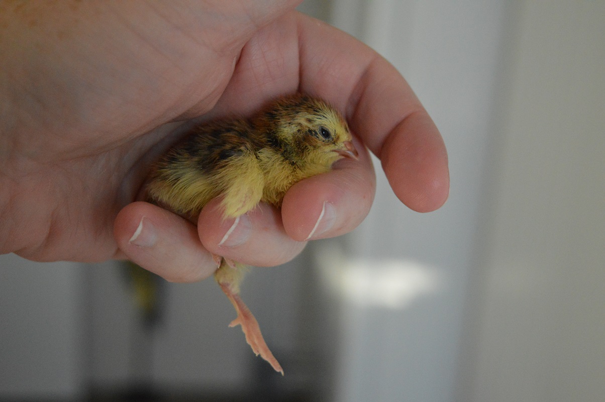Quail cuddles 2.jpg
