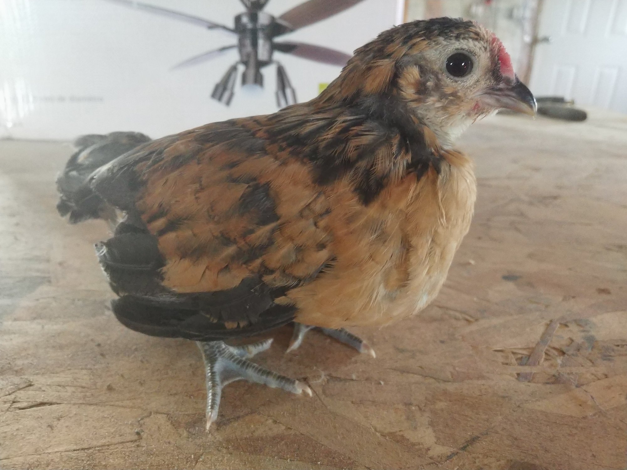 Quail D'Anvers Cockerel