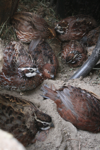 Quail Dustbath