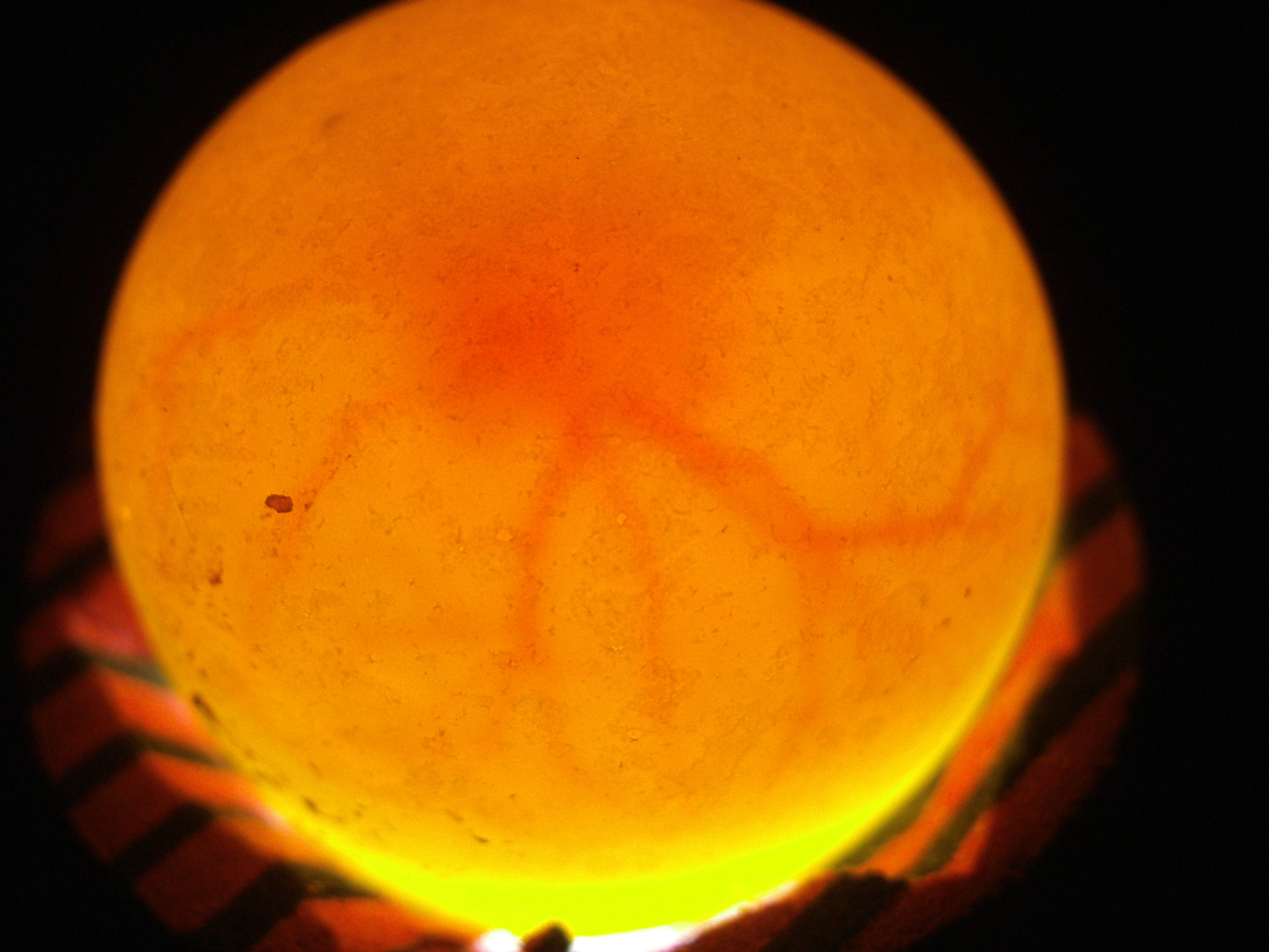quail egg one week in incubator candling