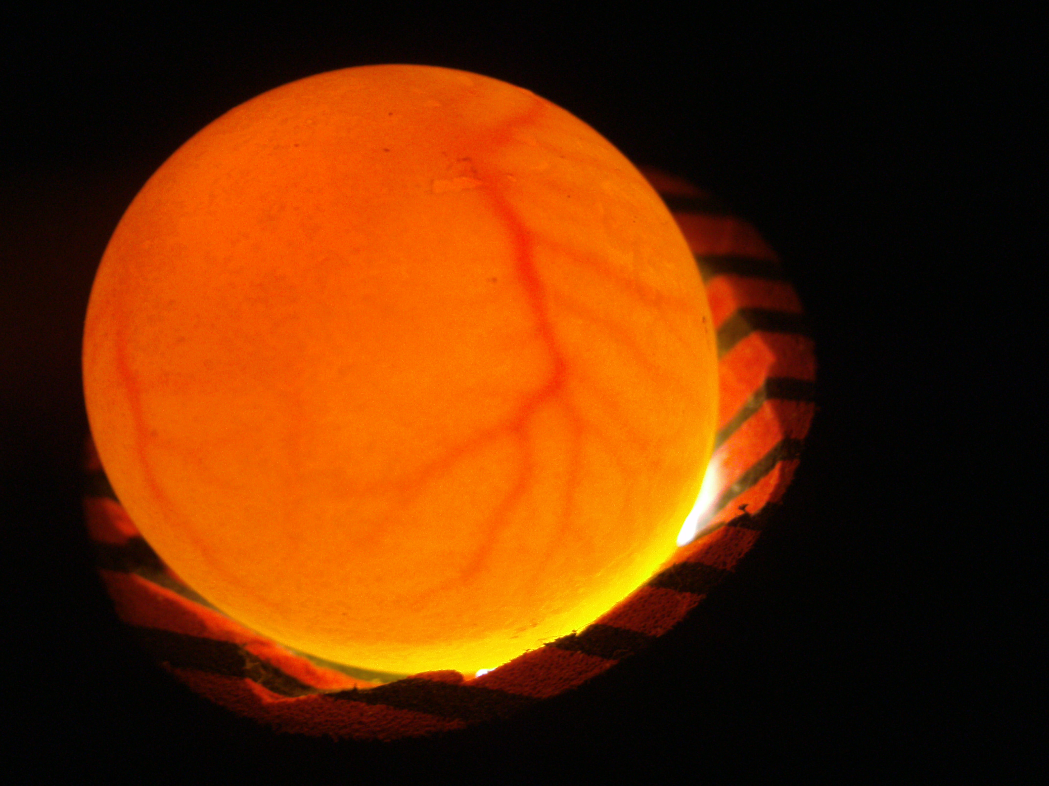 quail egg one week in incubator candling
