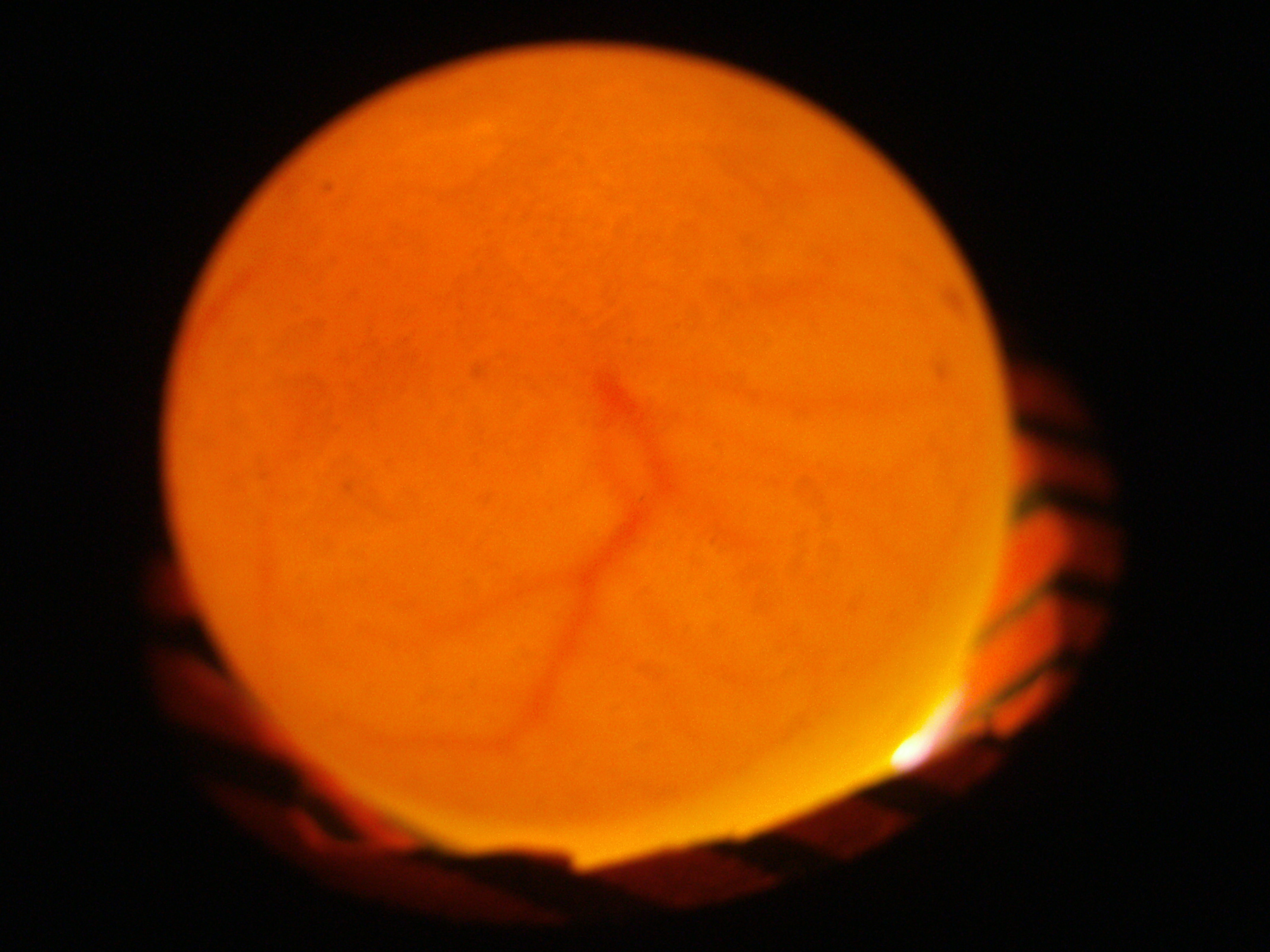 quail egg one week in incubator candling