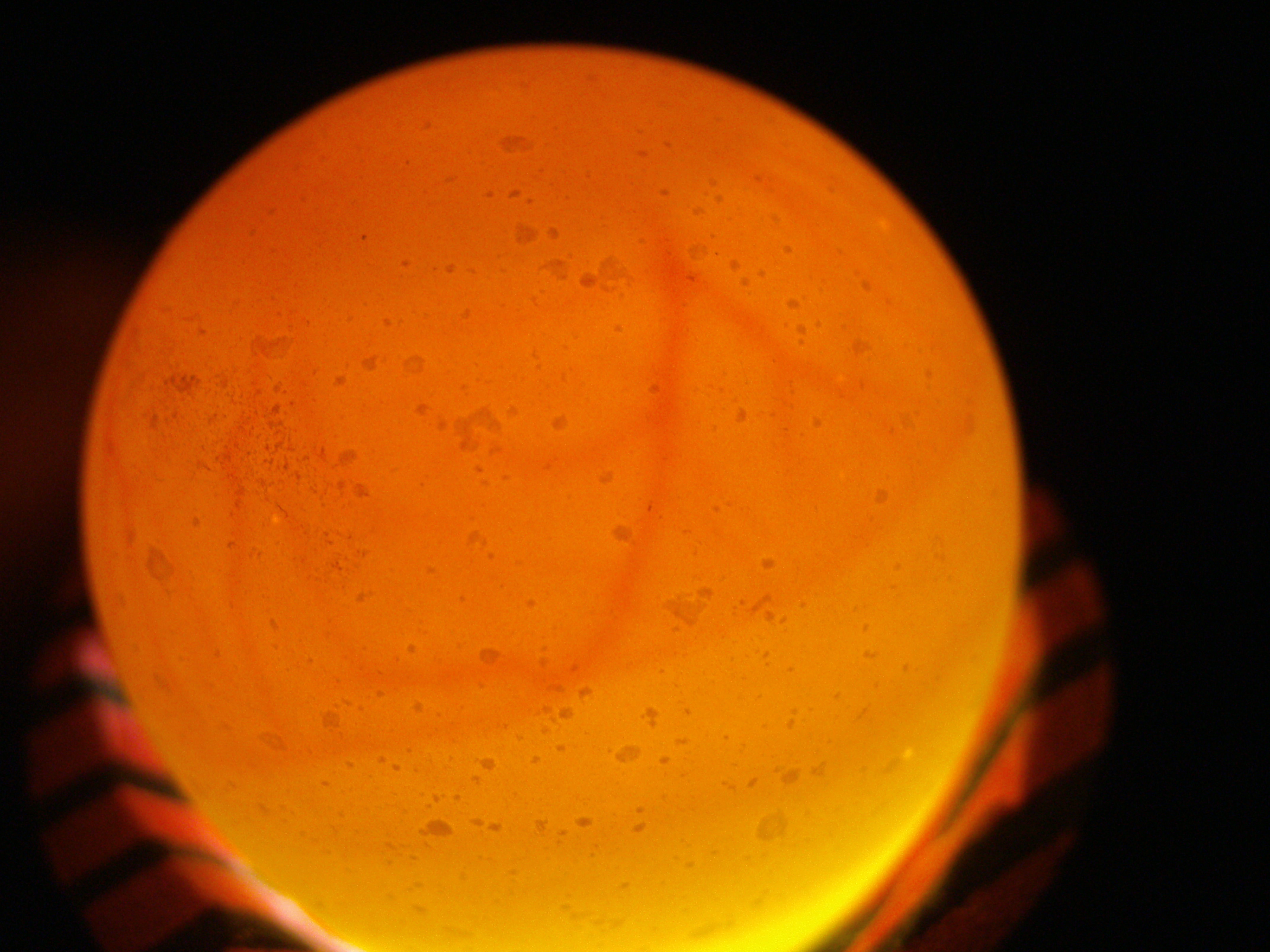 quail egg one week in incubator candling
