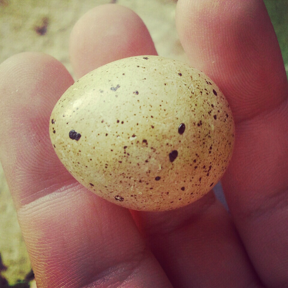 Quail egg!  So tiny!