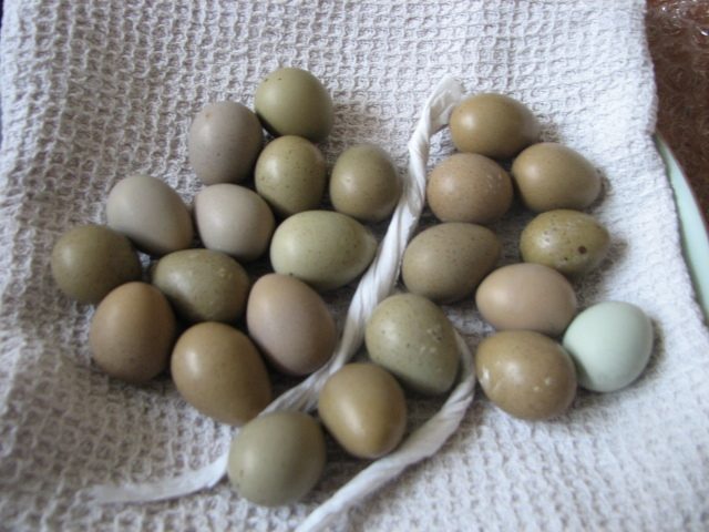 quail eggs