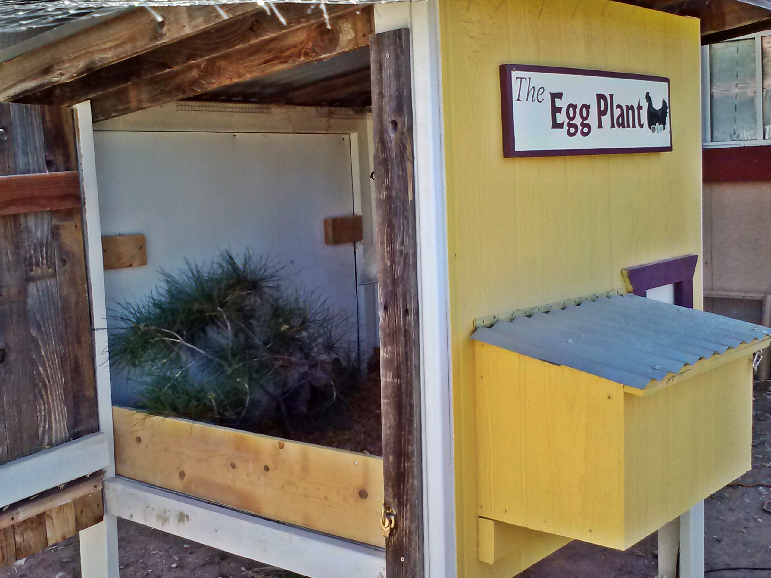 Quail in my Egg Plant