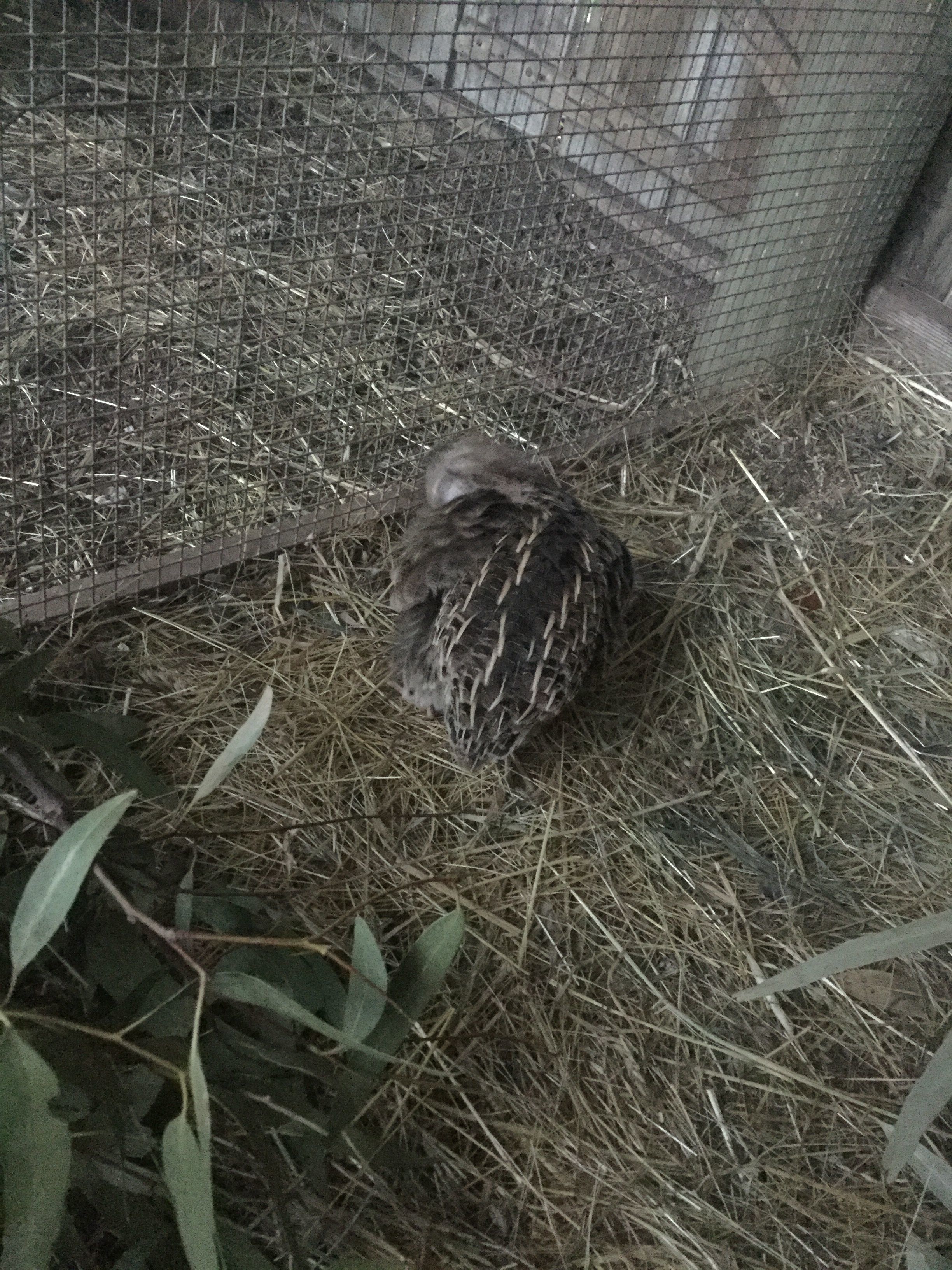 Quail scratching itself.