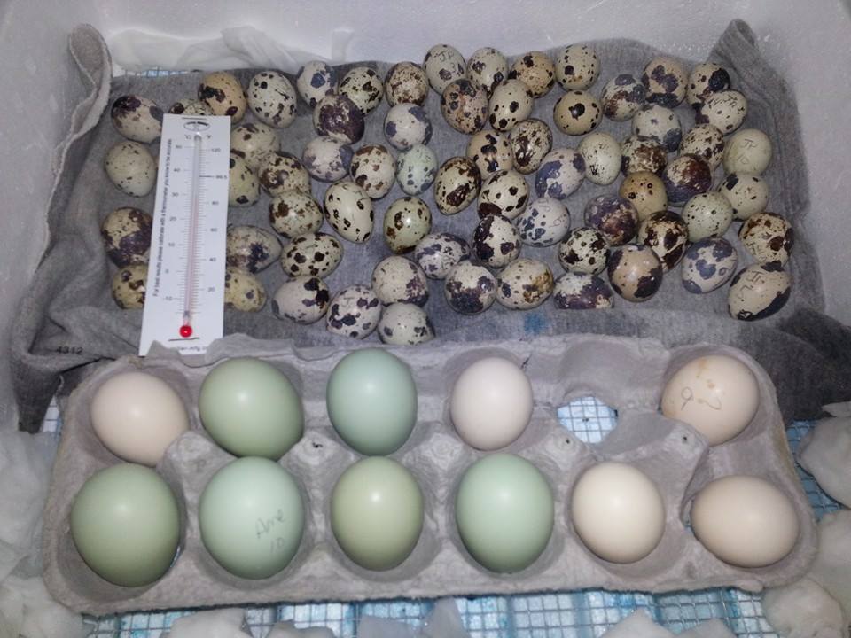 *
Quail, silkies, ameraucana eggs