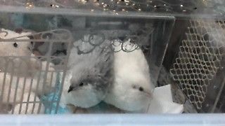 Quail