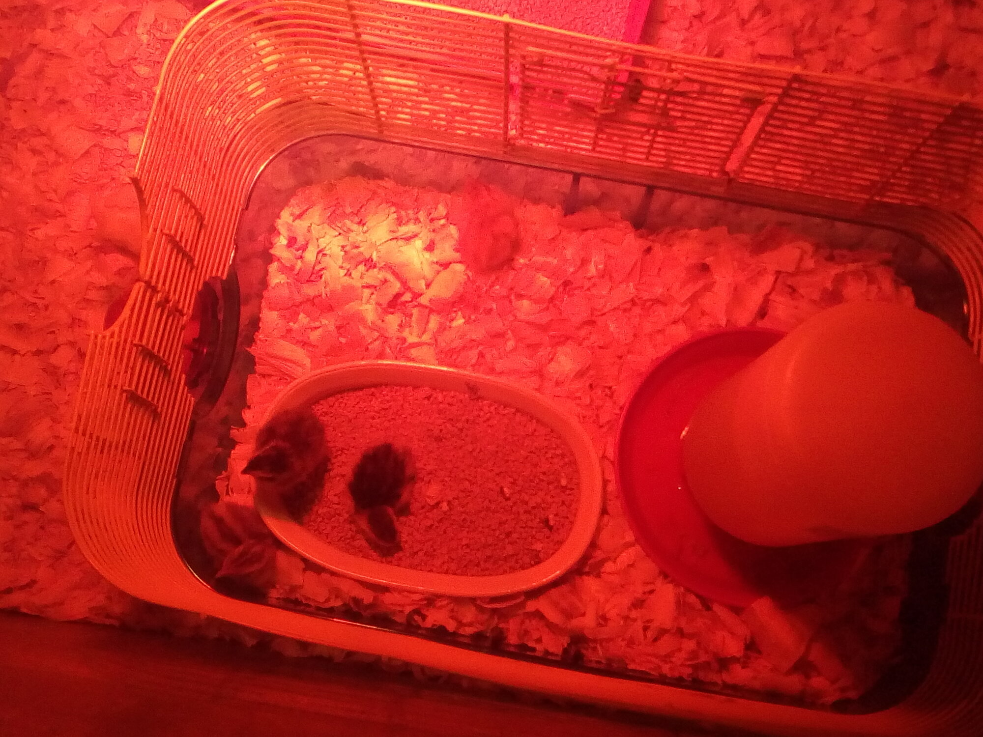 Quail