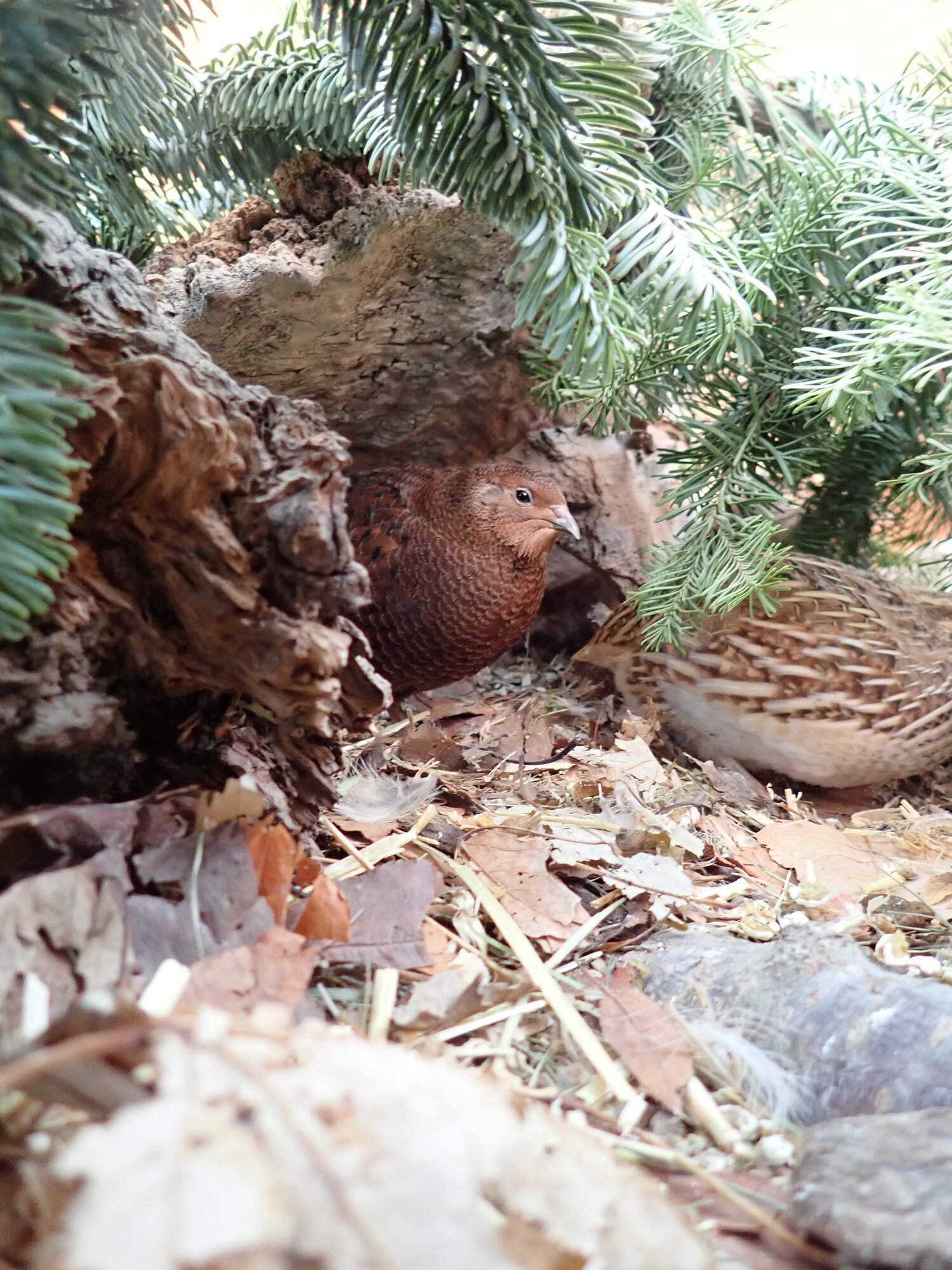 Quail's-eye View