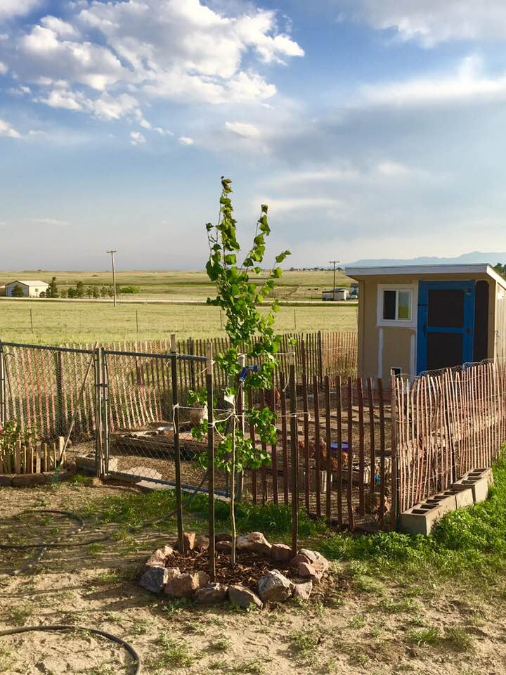 Quaking Aspen Chicken Run Plants