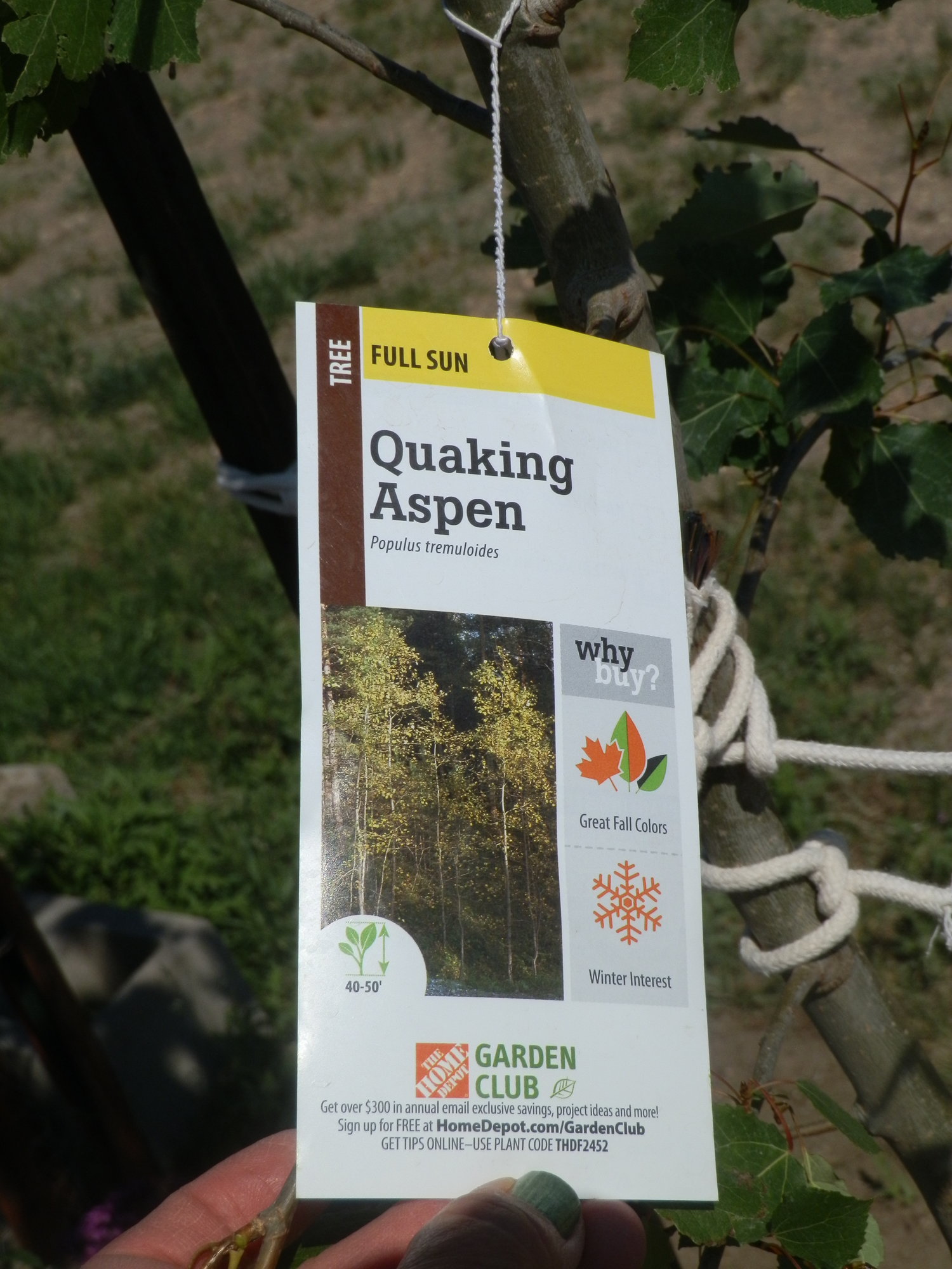 Quaking Aspen Tree Tag