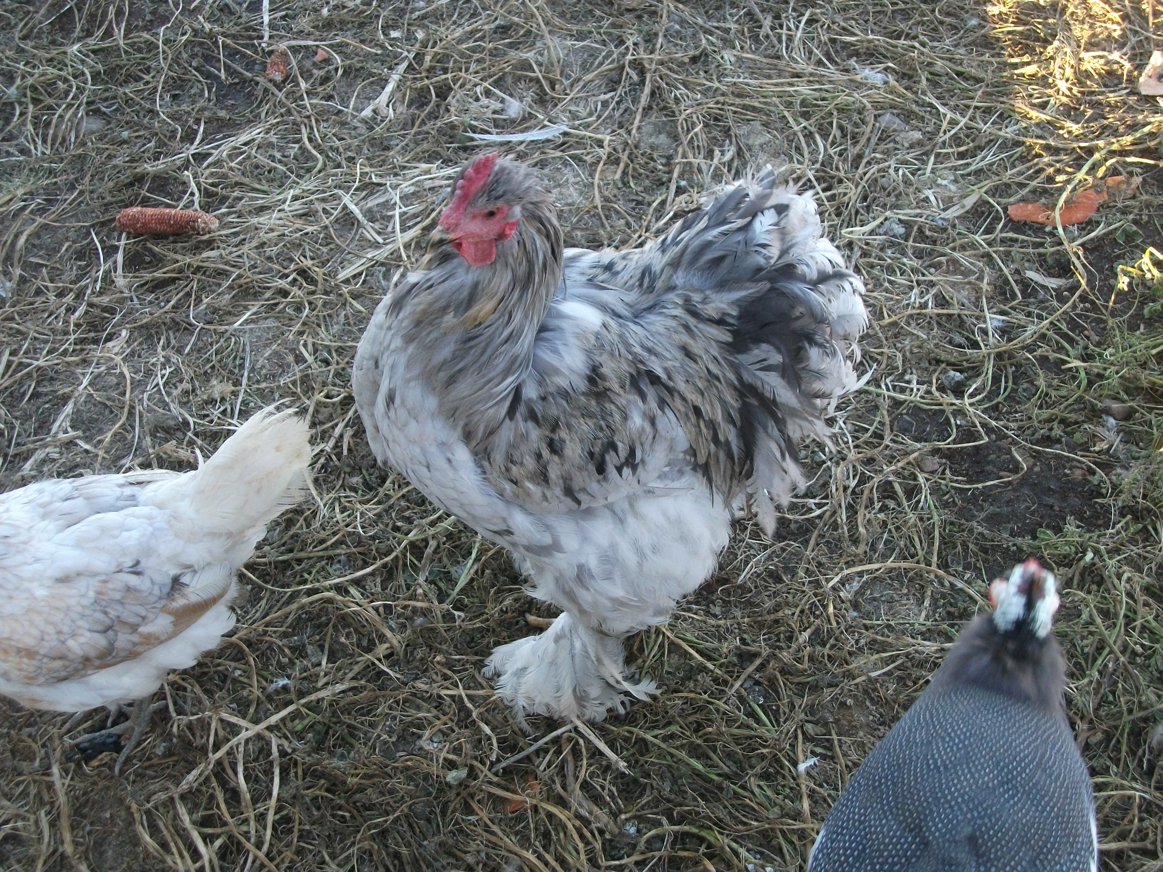 Quazimoto my splash cochin roo