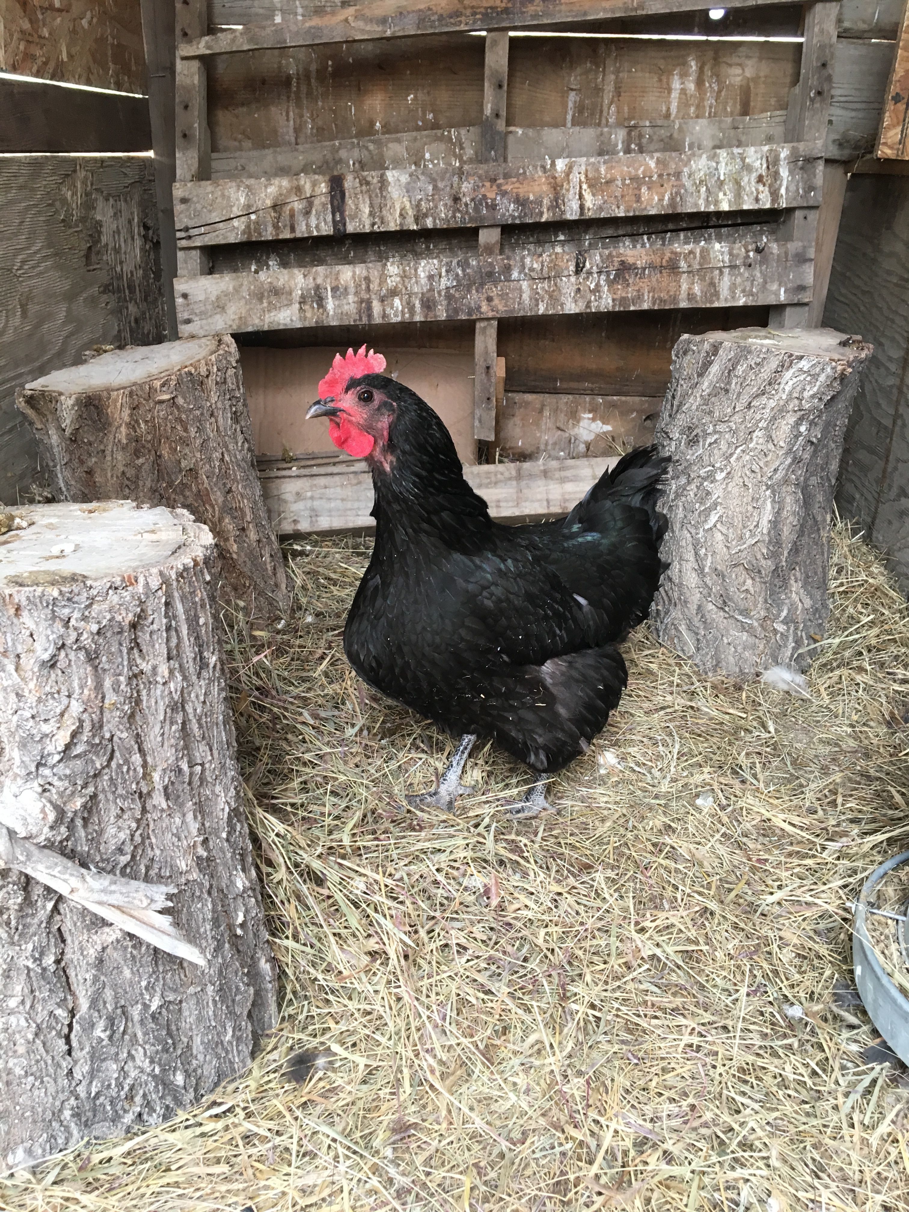 Queen B, Australorp, top of the pecking order