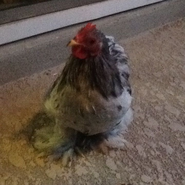 Queen!!!! My cochin splash