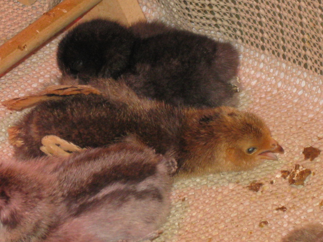 Queen panting; my little dragon