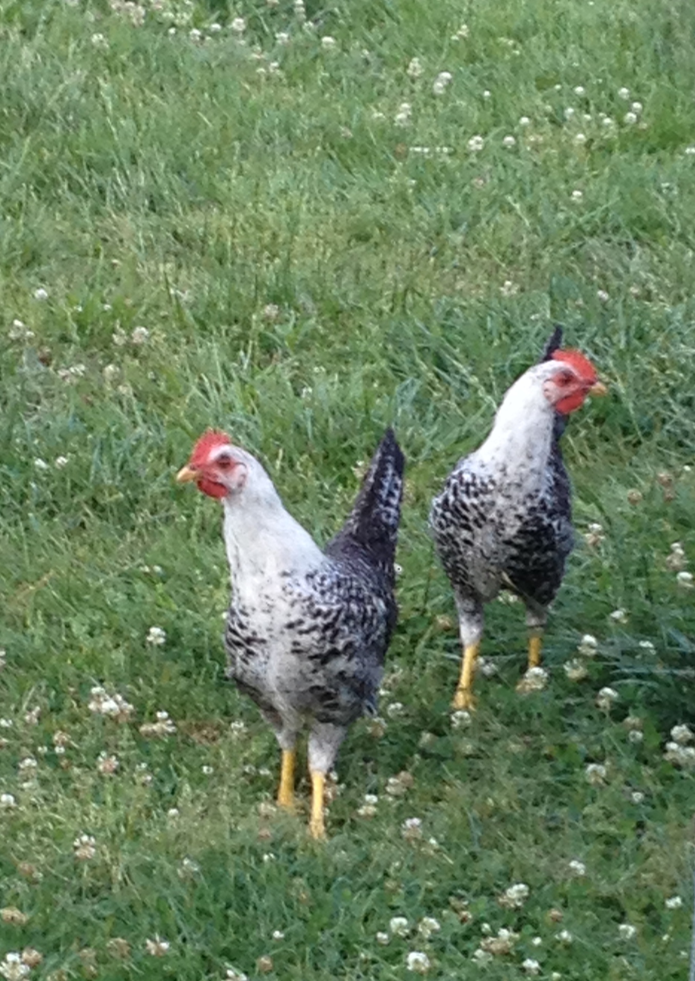 Queen Silvia's about 10 weeks old.