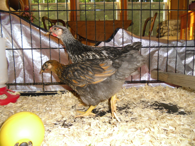 Queenie front & Prince, Both Born 6/4/13 from fellow BYC member humhpfreysfarm