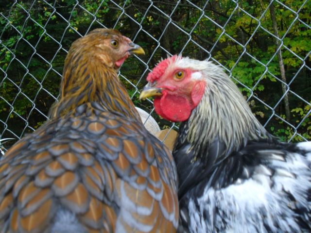 Queenie & Prince taken 10/1/13 both were born 6/4/13 and they came from fellow BYC member HumpfreyFarms" Susan from Naples Me.