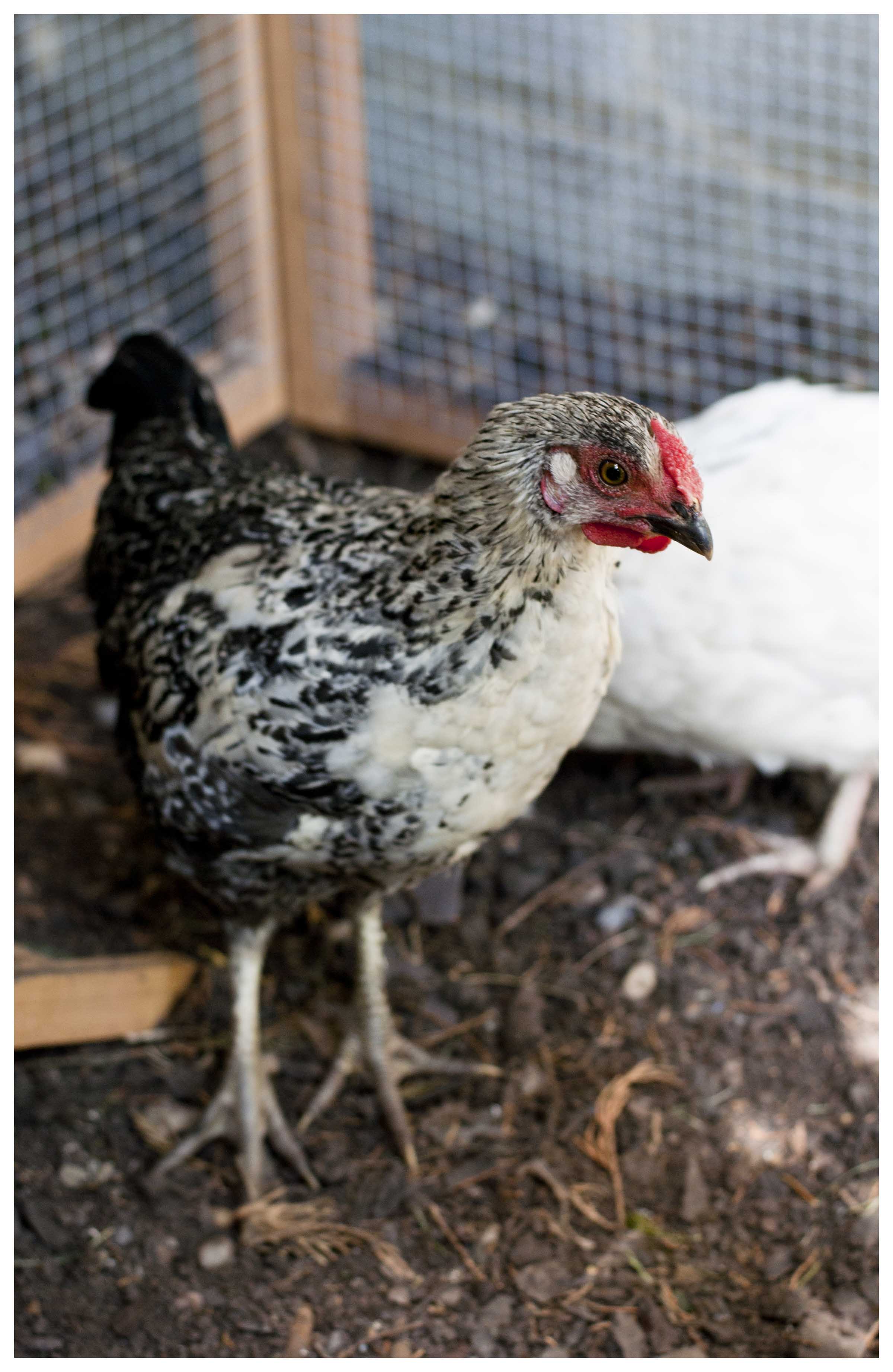 queenieforweb.jpg

I know it's not an ideal photo, but does anyone have any idea of the breed and/or sex of this chicken?
I'm new to all this so forgive my ignorance!
Deborah