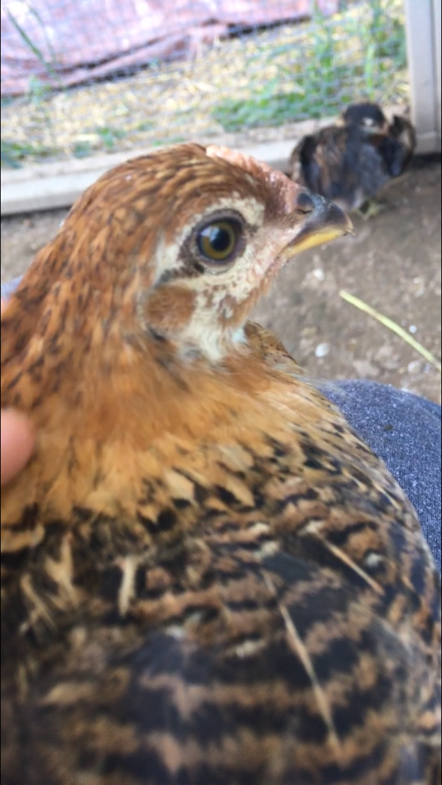 Quetzalcoatl at 1 month old