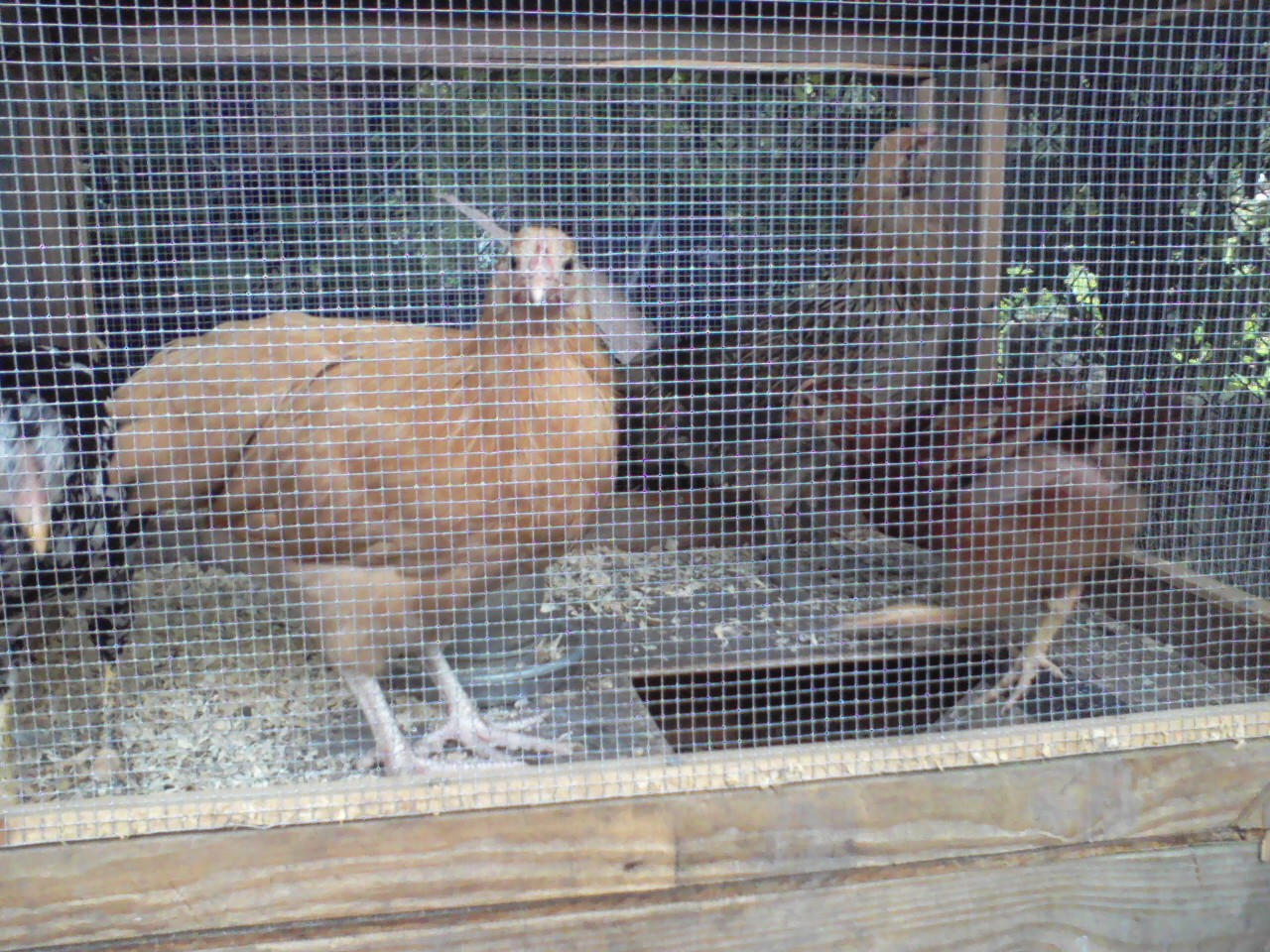 Quickly outgrowing their brooder