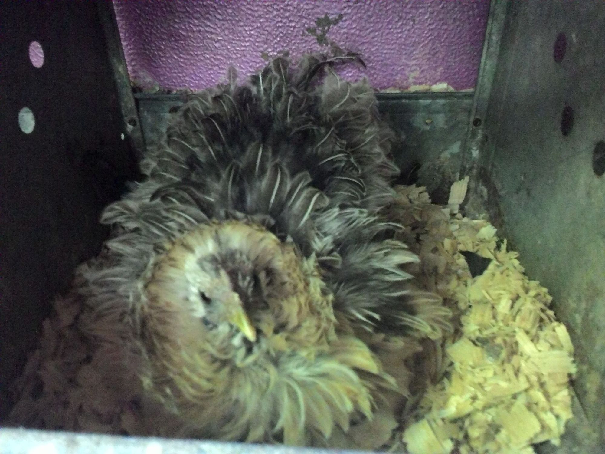 Quillet on her first nest yay!