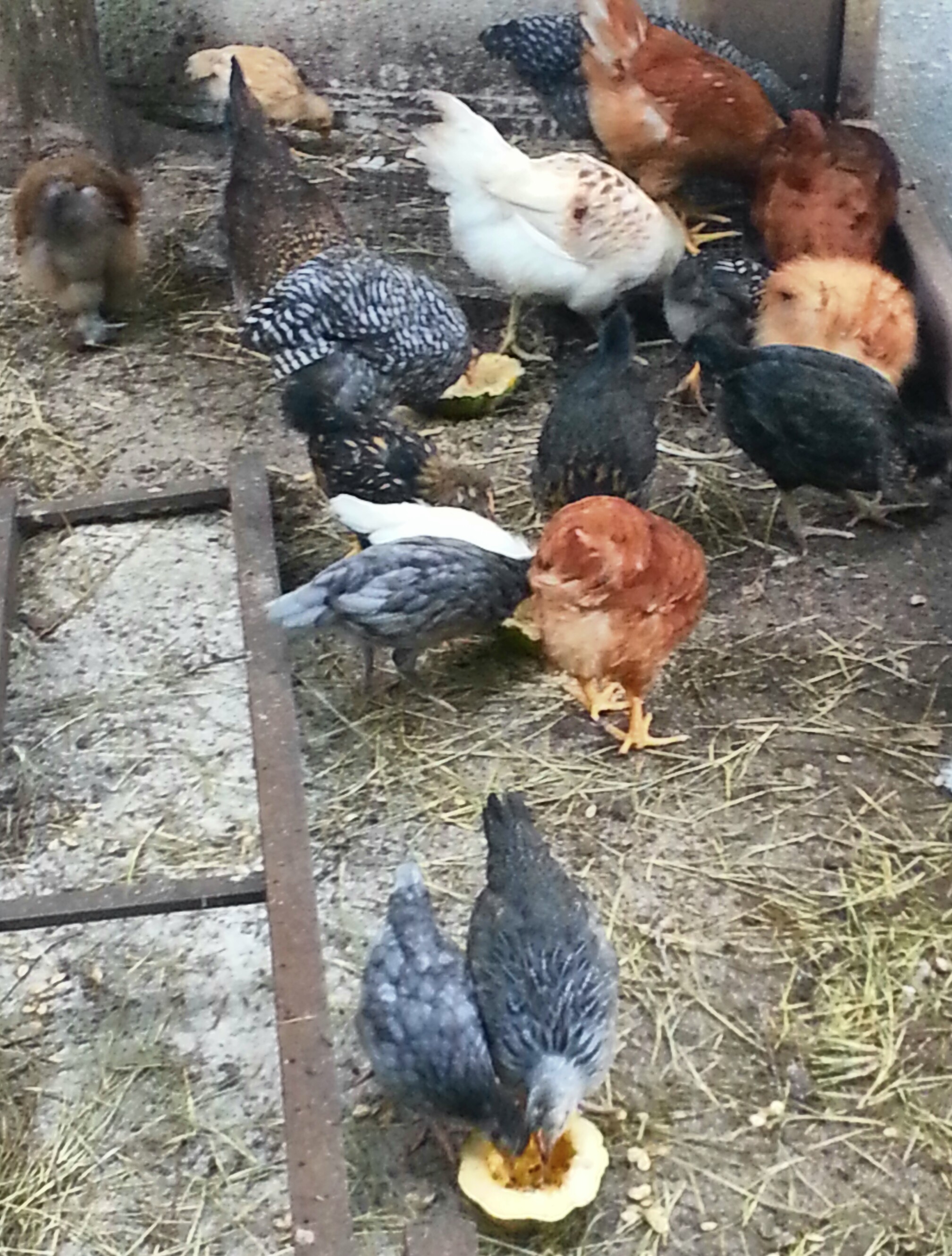 Quite a mixture gathering to enjoy fresh squash and sunflowers out of the garden.
