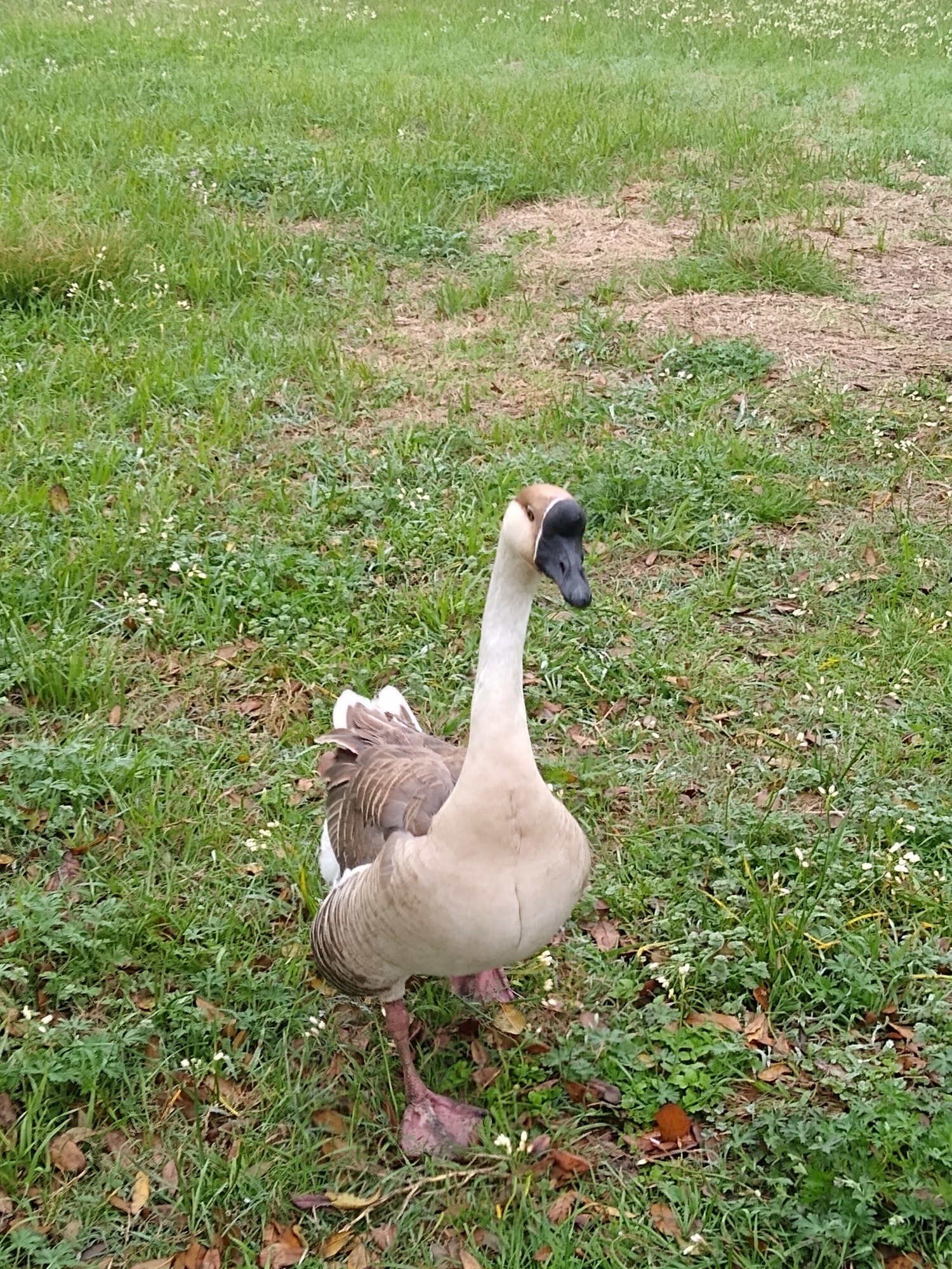 Quizzical goose in yard