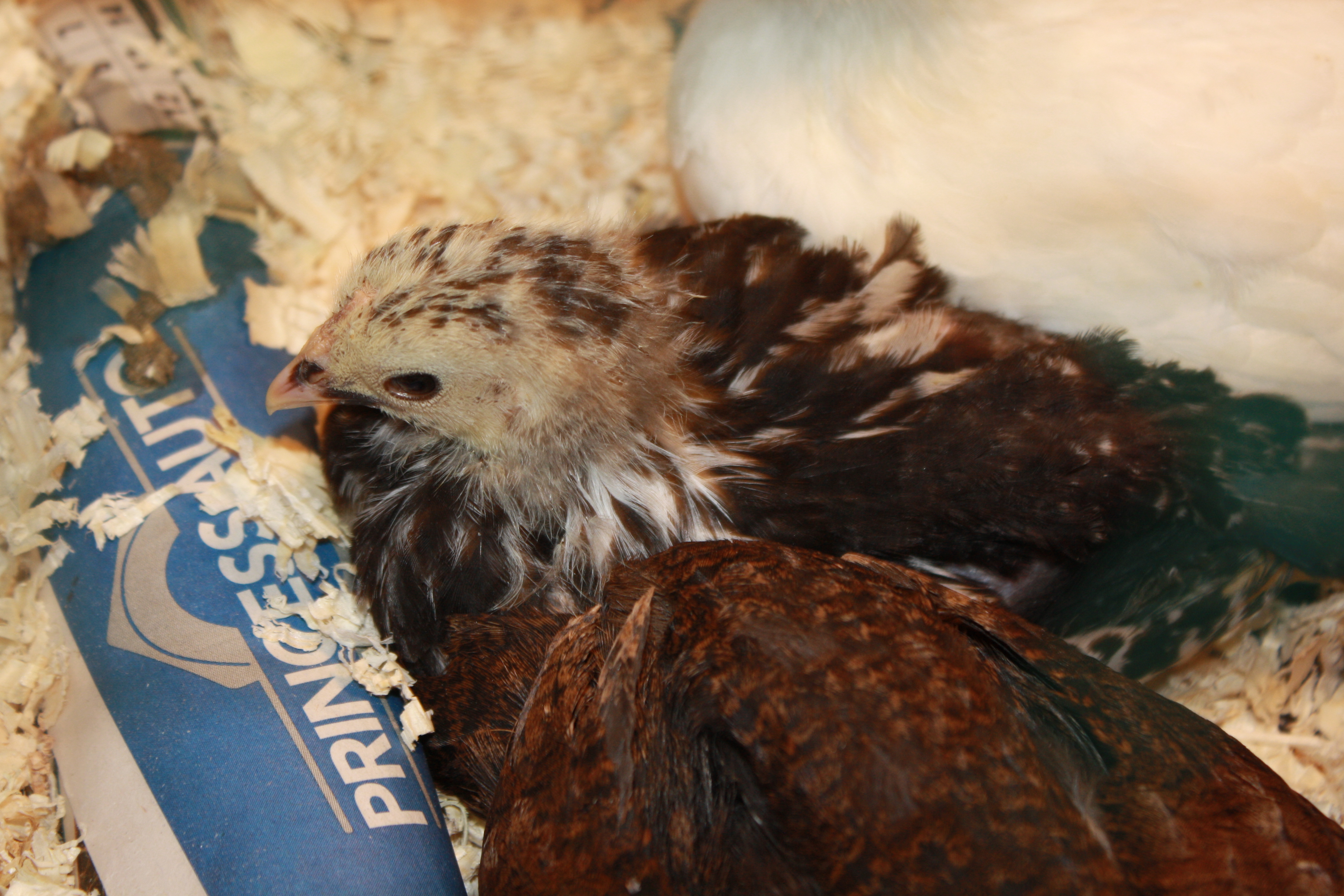 &quot;chicken Little&quot; ~  can't wait to watch her grow!!